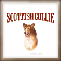 Scottish Collie (Скоттиш Колли) Scottish Collie (Скоттиш Колли)